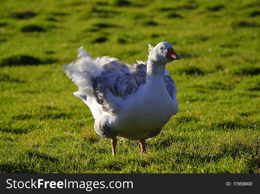 Photo of white goose of the field