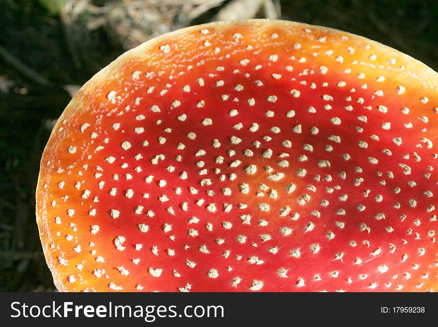 Top of the big red mushroom