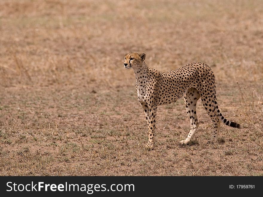 Cheetah at Serengeti Park Tanzania