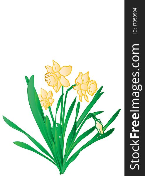 vector Illustration a green bush with yellow flowers narcissuses.