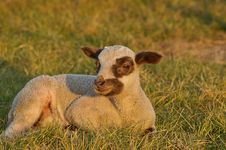 Little Lamb Royalty Free Stock Images