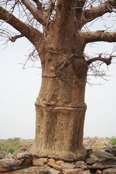 Baobab Stock Photos Baobab Stock Photos