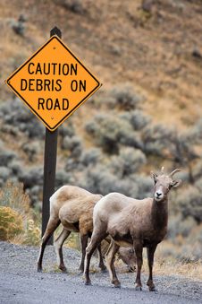 Bighorn Sheep Under Road Caution Sign Royalty Free Stock Photo