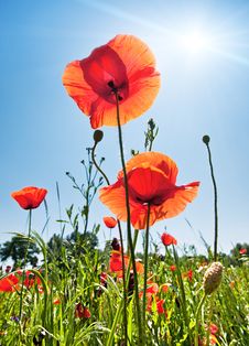 Poppy Field Stock Images Poppy Field Stock Images
