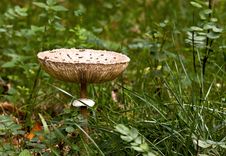 Free Fungus Stock Photo - 17966200