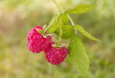 Branch Of Ripe Raspberries Royalty Free Stock Images