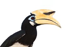 Palawan Hornbill Bird In Close Up Stock Photos