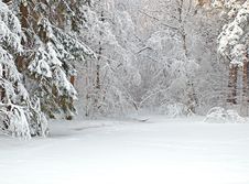 Forest With Icy Pond Stock Photos Forest With Icy Pond Stock Photos