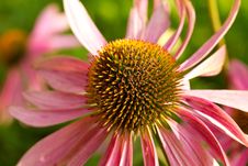 Echinacea Flower Stock Image Echinacea Flower Stock Image