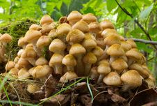 Agaric Honey Fungus Near Stump Stock Images