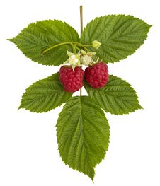 Ripe Raspberries And Flower Stock Photos Ripe Raspberries And Flower Stock Photos
