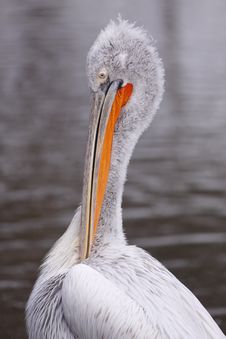 Detail Of Dalmatian Pelican Stock Photos Detail Of Dalmatian Pelican Stock Photos