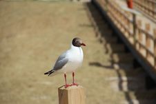 Brown Mouth Gull Royalty Free Stock Photo