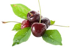 Wet Ripe Cherries With Leaves Royalty Free Stock Image Wet Ripe Cherries With Leaves Royalty Free Stock Image