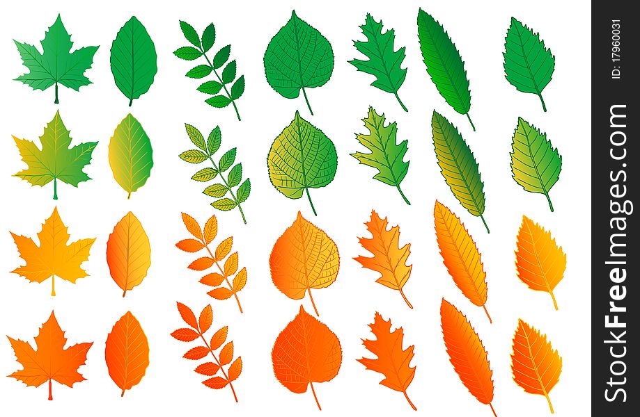 Illustration set color leaves on a white background