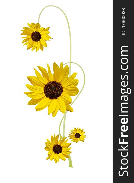 Designed Sunflower