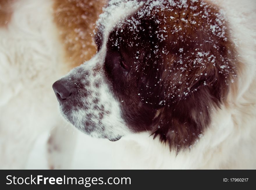 Large dog's muzzle under snow. Large dog's muzzle under snow