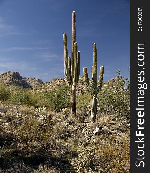 A cactus landscape in the White Tank mountains. A cactus landscape in the White Tank mountains.