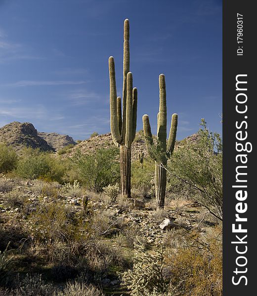 Desert Scene