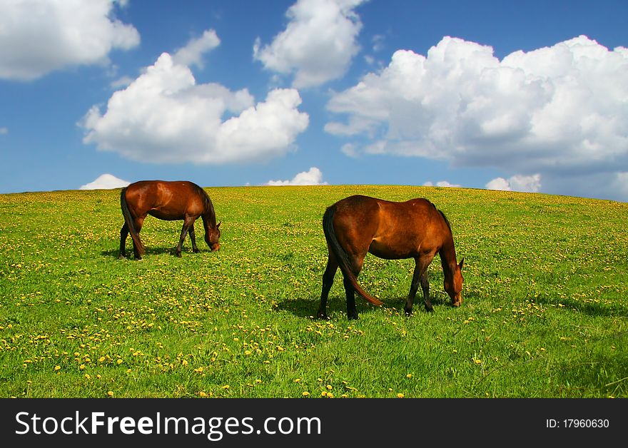 Two horses and meadow with dandelions