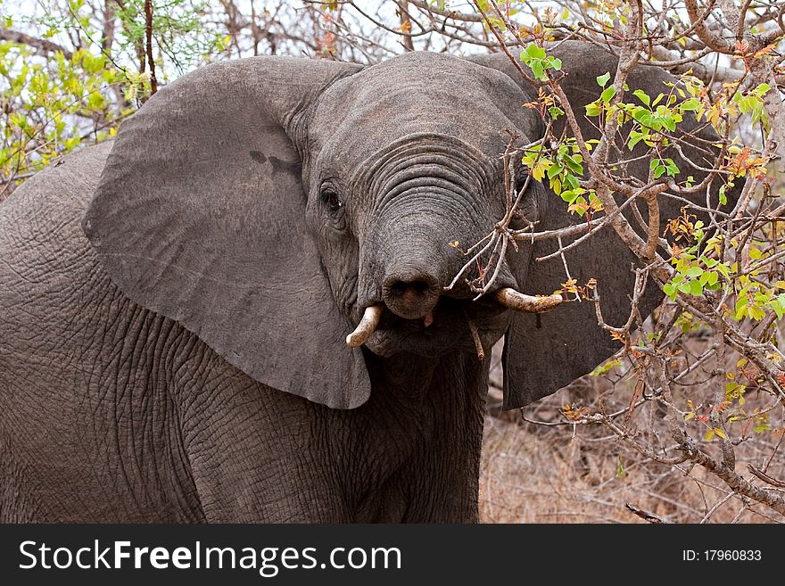 African elephant in Kruger National Park, South Africa, portrait with trunk stretched toward camera