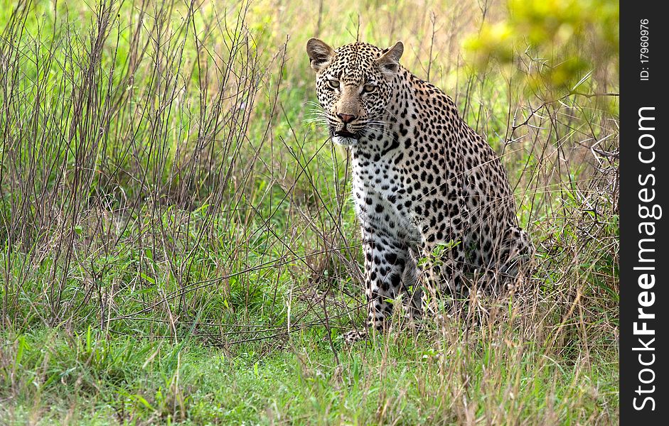 Adult male leopard sitting in green grass in Sabi Sand nature reserve, South Africa. Adult male leopard sitting in green grass in Sabi Sand nature reserve, South Africa