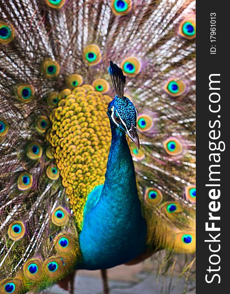 Indian peacock bird proudly showing his feathers in the zoo