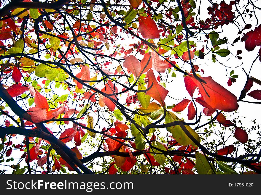 A tree with multicolored leaf. A tree with multicolored leaf