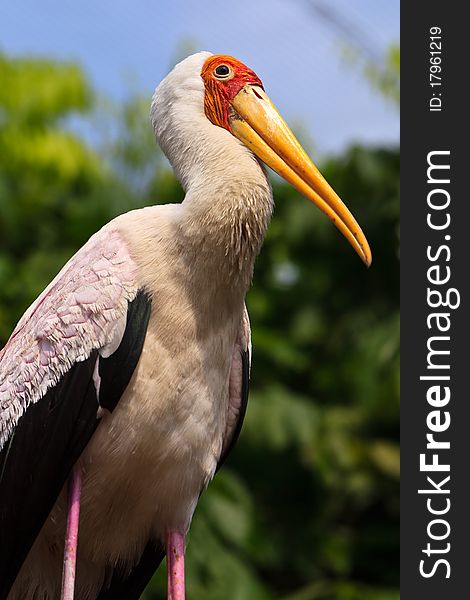 Close Up Of A Painted Stork