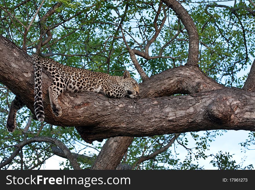 Young female leopard sleeping on branch of big tree in Sabi Sand nature reserve, South Africa. Young female leopard sleeping on branch of big tree in Sabi Sand nature reserve, South Africa
