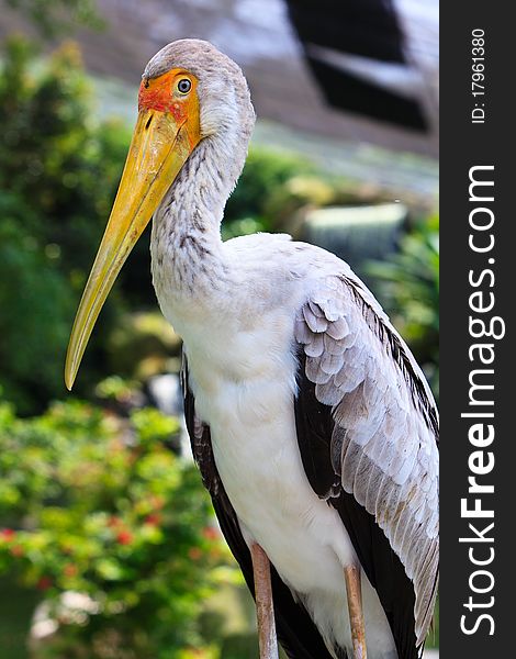 Close up of a painted stork bird