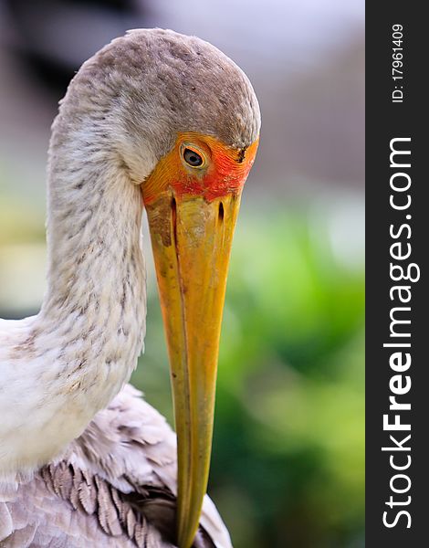 Close up of a painted stork bird