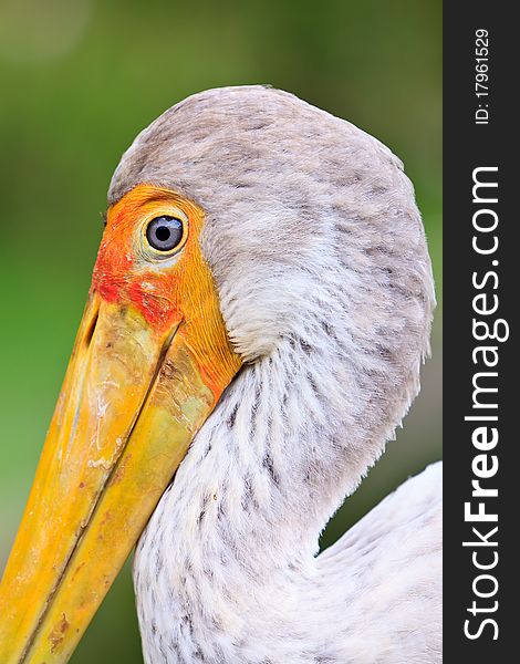 Close up of a painted stork bird