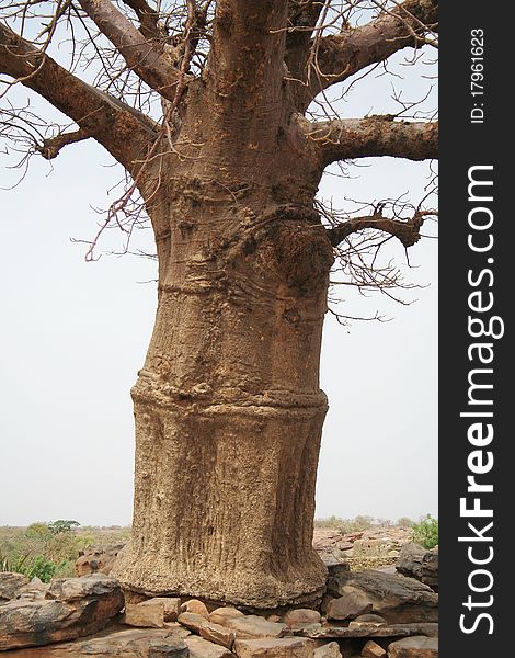 Big baobab tree trunk from Africa
