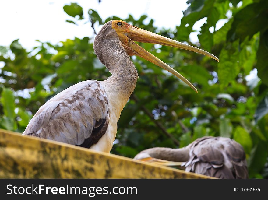 Close up of a painted stork bird