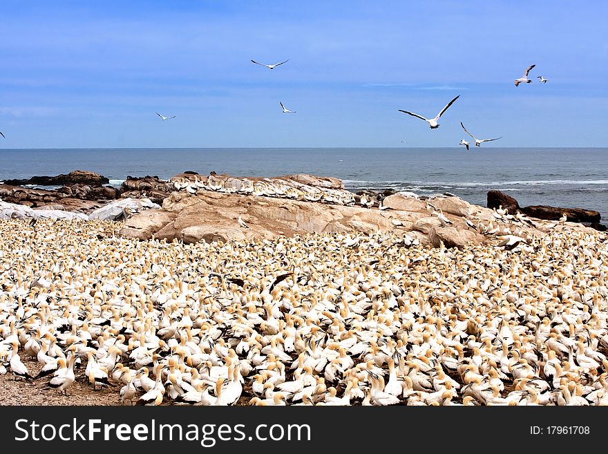 Colony of cape gannets at Lamberts Bay bird island, South Africa. Colony of cape gannets at Lamberts Bay bird island, South Africa