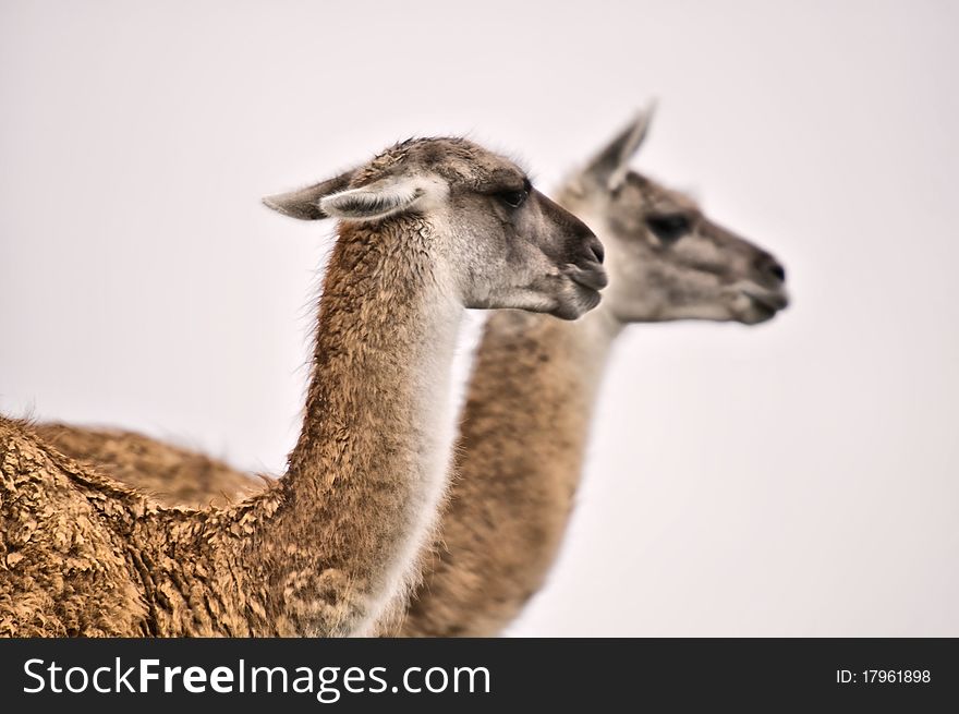 Two Guanaco's grazing in the hills and national park of torres del paine in chilean patagonia. Two Guanaco's grazing in the hills and national park of torres del paine in chilean patagonia