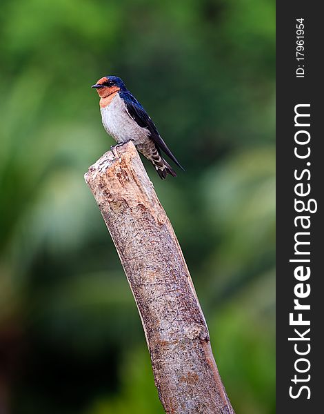 Barn swallow bird sitting on a branch
