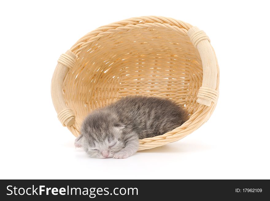 Isolated Kitten in Basket