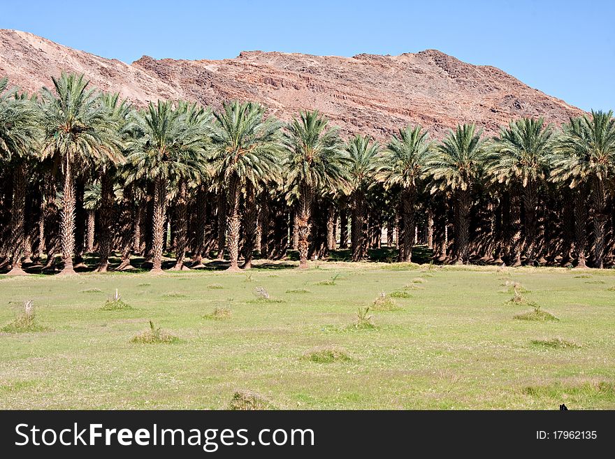 Agricultural date palm farm in dry semi-desert of Northern Cape in South Africa