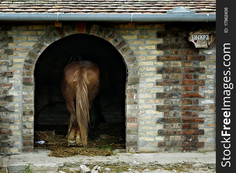 Farm horse with long tail standing in stable made of bricks. Farm horse with long tail standing in stable made of bricks.