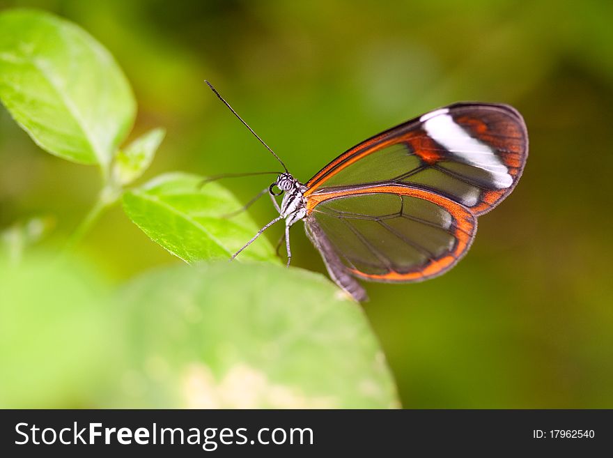 Closeup of glasswing butterfly on green leaves
