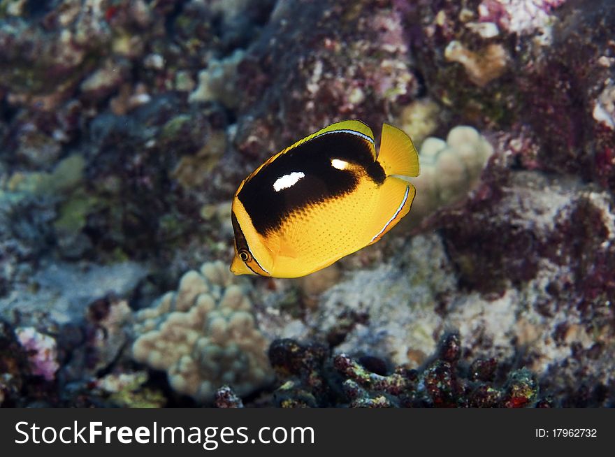 A four spot butterfly fish in it's coral reef home.