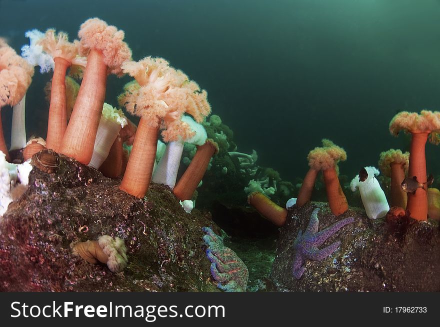 A forest of plumose anemone in the cold waters of Puget Sound. A forest of plumose anemone in the cold waters of Puget Sound