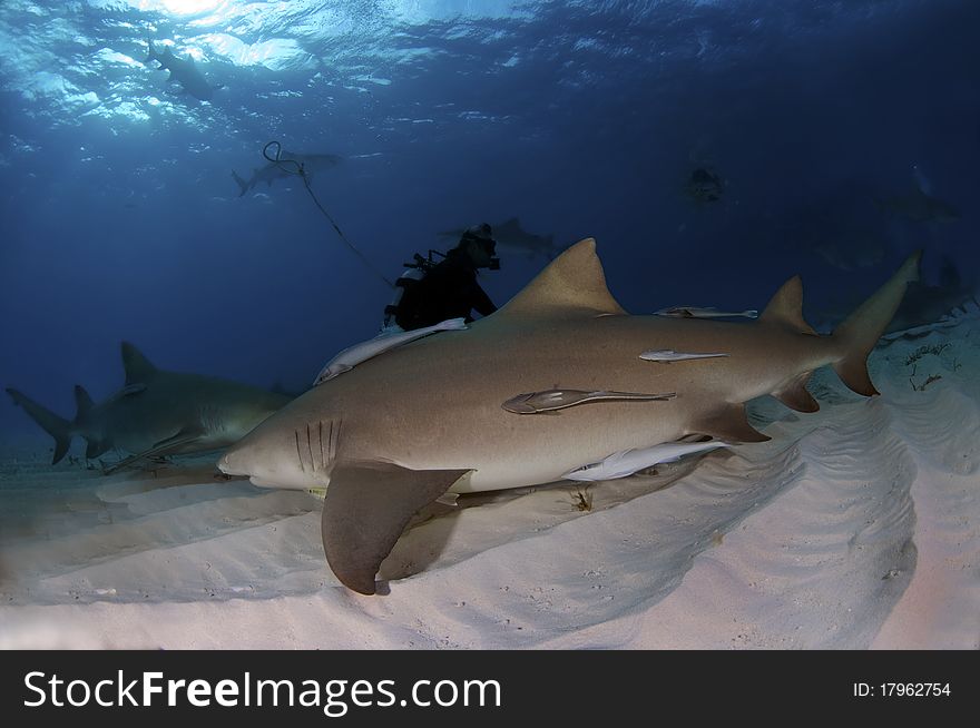 A pack of lemon sharks circle around a diver. A pack of lemon sharks circle around a diver.