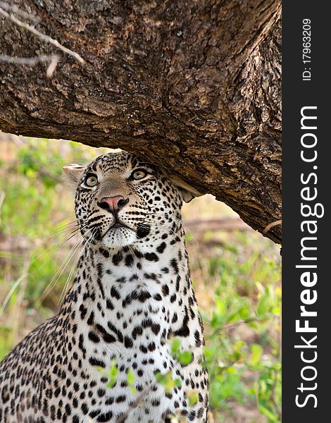 Adult male leopard scent marking his territory against a tree in Sabi Sand nature reserve, South Africa