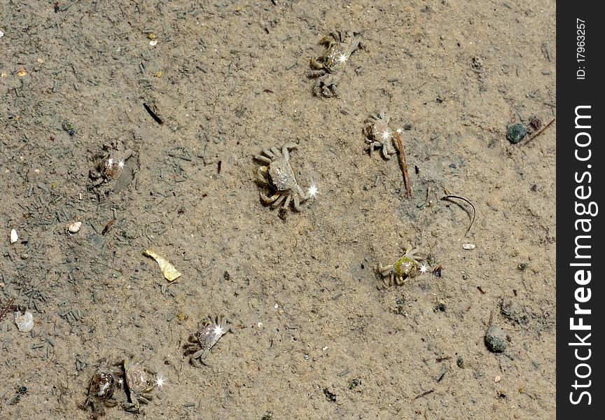 Many tiny mud crabs on the shoreline