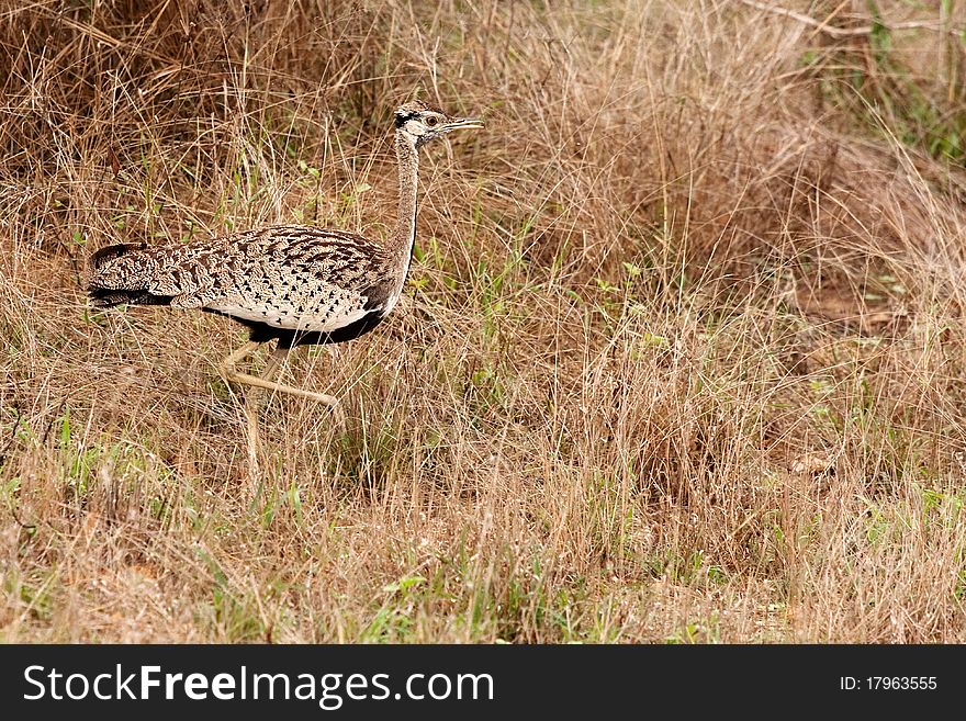 Red Crested Korhaan