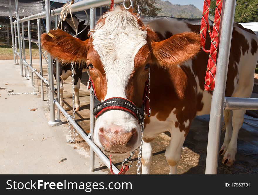 Cow in farm livestock,Thailand