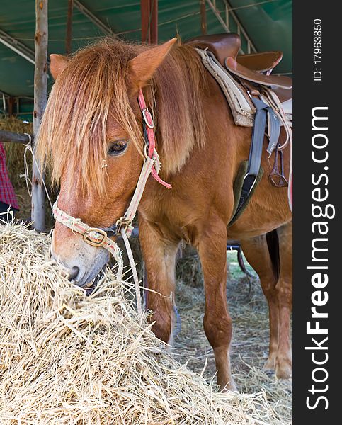 Horse in farm eating straw